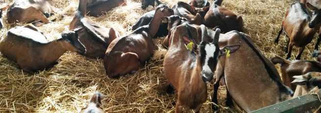 Plusieurs chèvres de l'élevage de la C'lait des Champs à Savigné (86)