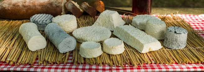 Plusieurs sortes de fromages de chèvre produits par la C'lait des Champs à Savigné (86) près de Civray